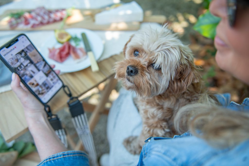 a small dog on his owner's lap during a personal brand photography shoot in guildford