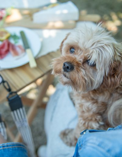 a small dog on his owner's lap during a personal brand photography shoot in guildford