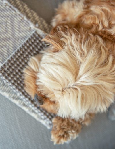 a small dog sits on interior design textile samples during a personal branding photography shoot in guildford