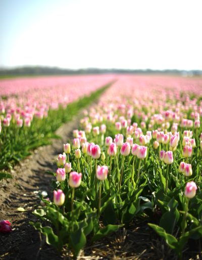 pink tulip field in amsterdam