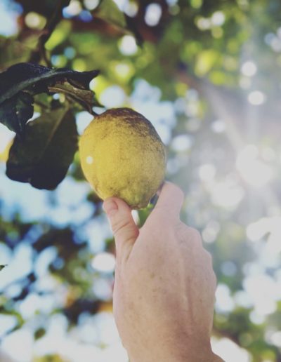 a woman reaches for a lemon from a tree in spain