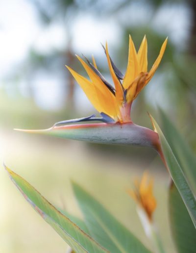 an exotic plant from spain