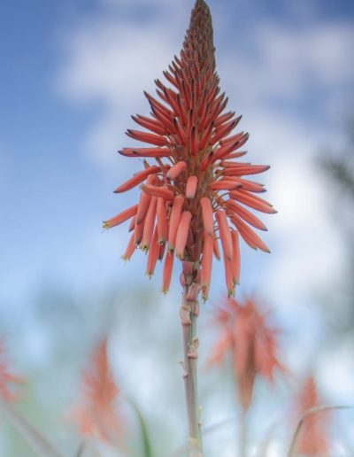 an exotic plant from spain