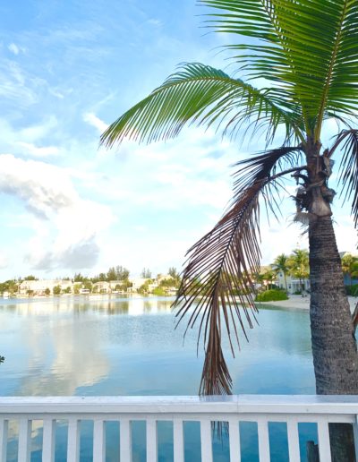 a palm tree next to a lagoon in nassau shot by travel photographers surrey social stock photography