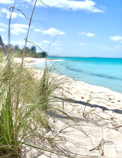 reeds on a beach shot by travel photographers surrey social stock photography