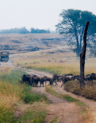 wilderbeast crossing a dirt track in tanzania