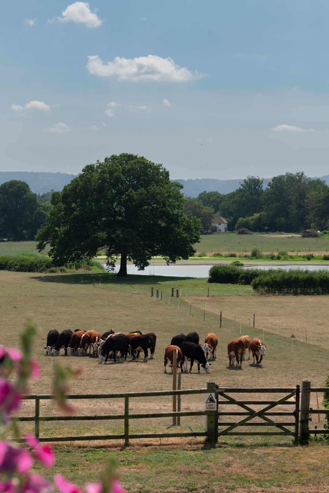 LandmarkSystemsSummerSocial-75 an english country field with cows and oak tree and a lake